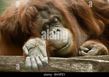 Orang-Outang (Pongo Pygmaeus) Stockfoto