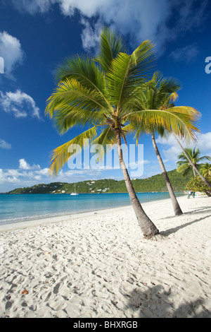 Palmen am Strand des Magens Bay in US Virgin Islands Stockfoto