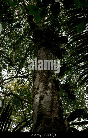 Der Amazonas Regenwald von Peru ist sehr artenreichen und seine seltene Tiere, Pflanzen und indigenen Kulturen bedroht sind. Stockfoto