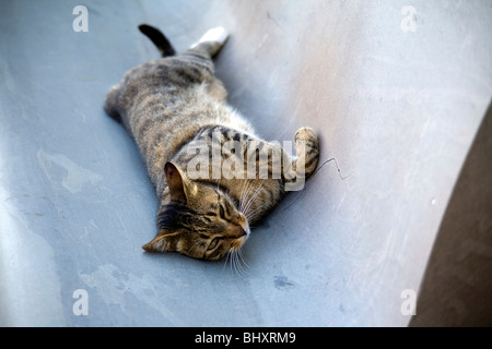 Katze in einem Ruderboot Stockfoto