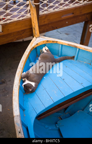 Katze in einem Ruderboot Stockfoto