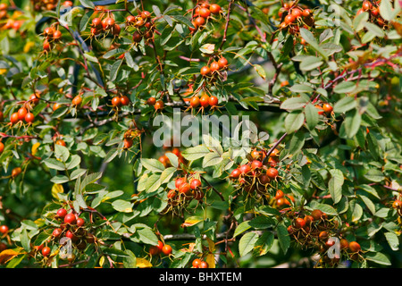 Rosa glauca Stockfoto