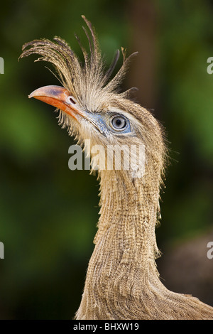 Rotbeinige Seriema (Cariama Cristata) Stockfoto