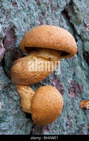 Dunkler Honig Fugus (Armillaria Ostoyae) Stockfoto