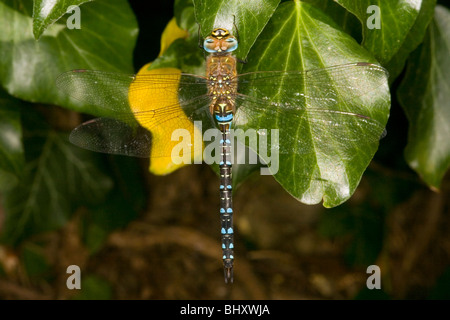 Migrationshintergrund Hawker (Aeshna Mixta) Stockfoto