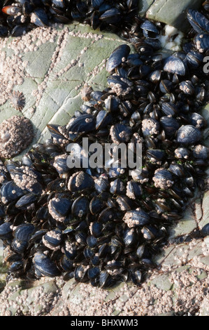 Gemeinsamen Miesmuscheln (Mytilus Edulis) Stockfoto