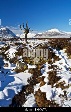 Einsamer Baum auf einem verschneiten Rannoch Moor mit Buachaille Etive Mor im Hintergrund Stockfoto