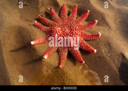 Gemeinsamen Sun Star (Crossaster Papposus) Stockfoto