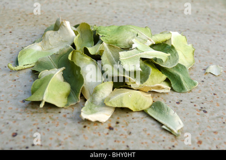 getrocknete Kaffir Blätter Stockfoto