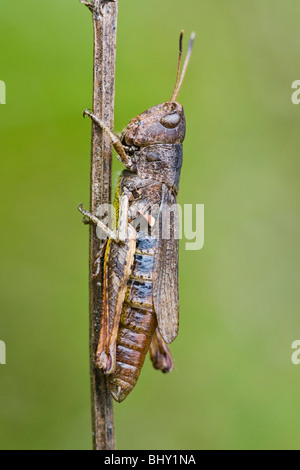Rufous Grasshopper (Gomphocerippus Rufus) Stockfoto