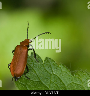 Rothaarige Kardinal Käfer (Pyrochroa Serraticornis) Stockfoto