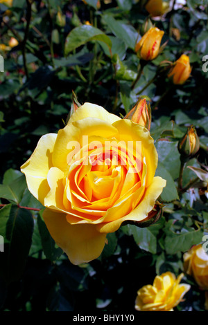 ROSA GRAHAM THOMAS. ENGLISCHE STRAUCHROSE Stockfoto