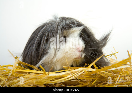 Meerschweinchen im Stroh Stockfoto