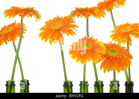 Orange Gerber Daisies in alten Weinflaschen Stockfoto