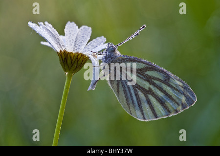 Grün-veined weiß (Pieris Napi) Stockfoto