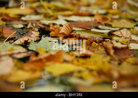 Autumnleafs in Wasser Stockfoto