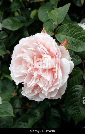 DER GROßZÜGIGE GÄRTNER ROSA. ROSE. Stockfoto