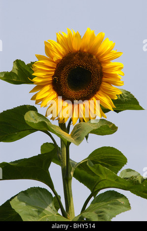 Riesen Sonnenblumen gegen einen klaren, blauen Sommerhimmel Stockfoto