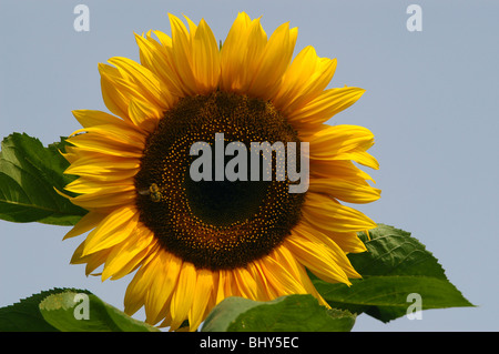 Riesen Sonnenblumen gegen einen klaren, blauen Sommerhimmel Stockfoto