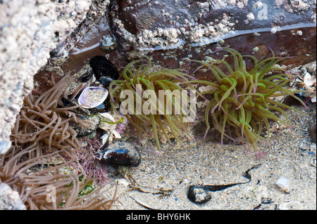 Rockpool mit Snakelocks Anemone (Anemonia Viridis) Stockfoto