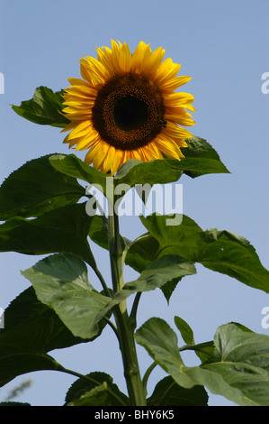 Riesen Sonnenblumen gegen einen klaren, blauen Sommerhimmel Stockfoto