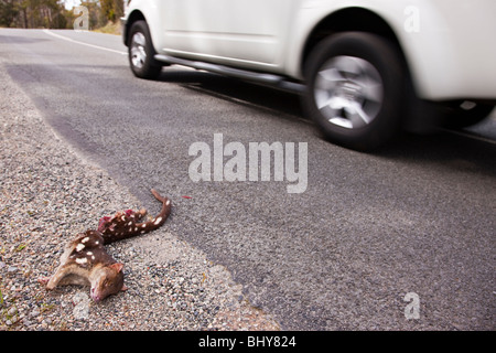 Gefleckte Tiger Quoll (Dasyurus Maculatus Maculatus) Road KIll - Tasmanien Stockfoto