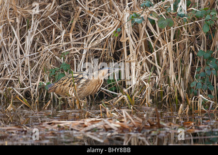 Rohrdommel Botaurus stellaris im Winter reedbed Fütterung auf Frösche Stockfoto