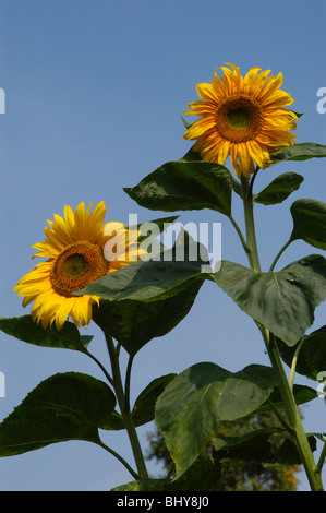 Riesen Sonnenblumen gegen einen klaren, blauen Sommerhimmel Stockfoto