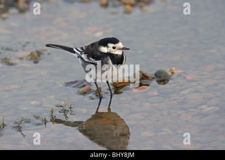 Trauerschnäpper Bachstelze Motacilla Alba auf der Suche nach Insekten im pool Stockfoto