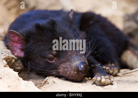 Tasmanischer Teufel (Sarcophilus Harrisii) - Tasmanien Stockfoto