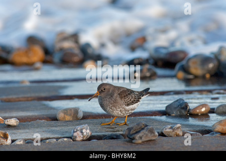 Lila Sandpiper Caldris Maritima Norfolk UK Stockfoto