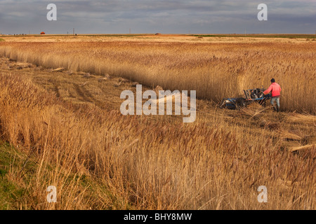 Schneiden Schilf für thatching auf Cley Sümpfen North Norfolk in mitten im Winter Stockfoto