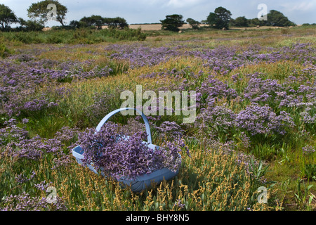 Strandflieder Limonium Vulgare Burnham Sümpfe Norfolk UK Juli Stockfoto