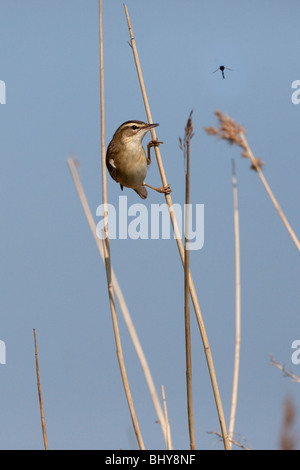 Sedge Warbler Acrocephalus Schoenobaenus und Markusplatz fliegen Stockfoto