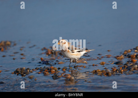 Schneeammer Plectrophenax nivalis Trinken und Baden im Pool an der Küste Stockfoto