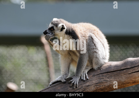 Katta (Lemur Catta) im Serengeti-Park Hodenhagen, Deutschland Stockfoto