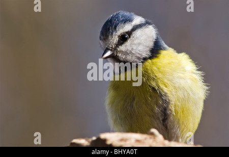 Blaumeise Stockfoto