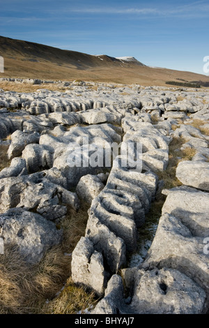 Ein Winter-Blick auf Whernside, in den Yorkshire Dales National Park, aus dem Kalkstein Pflaster von Skalen Moor Stockfoto