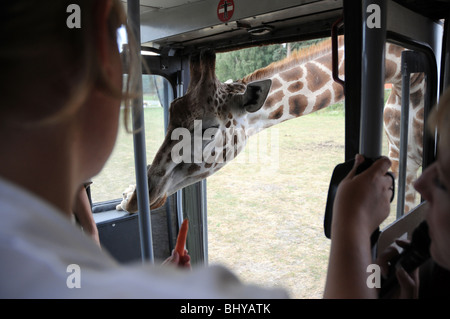 Kinder füttern Giraffe aus dem Touristen-Bus im Serengeti-Park Hodenhagen, Deutschlands Stockfoto