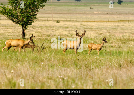 Maultierhirsche (Odocoileus hemionus) Maxwell National Wildlife Refuge, New Mexico. Stockfoto