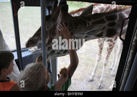 Kinder füttern Giraffe aus dem Touristen-Bus im Serengeti-Park Hodenhagen, Deutschlands Stockfoto