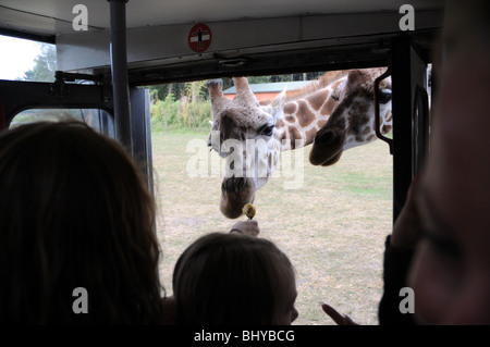 Kinder füttern Giraffe aus dem Touristen-Bus im Serengeti-Park Hodenhagen, Deutschlands Stockfoto