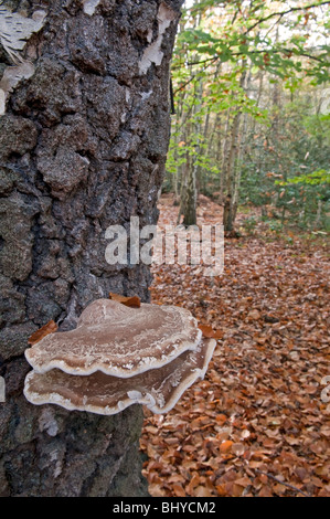 Birke Halterung Pilz: Piptoporus Betulinus. Alkso Birke Polypore genannt; Razorstrop Pilz. Stockfoto