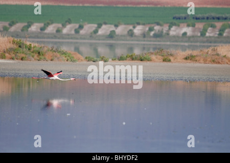 Flamingos Stockfoto