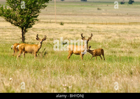 Maultierhirsche (Odocoileus hemionus) Maxwell National Wildlife Refuge, New Mexico. Stockfoto