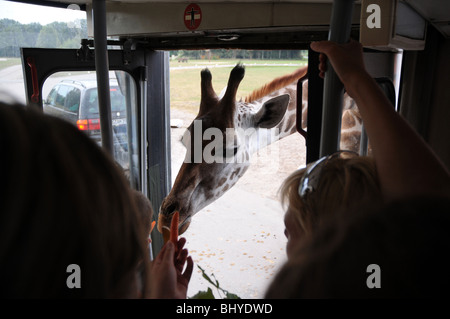 Kinder füttern Giraffe aus dem Touristen-Bus im Serengeti-Park Hodenhagen, Deutschlands Stockfoto