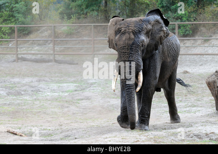 Afrikanischer Elefant (Loxodonta Africana) im Serengeti-Park Hodenhagen, Deutschland Stockfoto