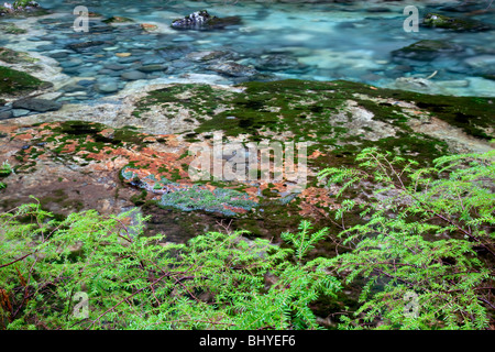 North Fork Santiam Flüsschen mit bunten Felsen und Pools. Opal Creek malerische Recreation Area, Oregon Stockfoto