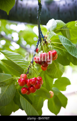 Kirschen auf einem Baum Stockfoto