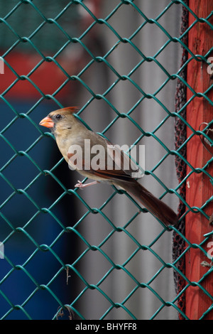 Nördlichen Kardinal, Cardinalis Cardinalis, weibliche auf Zaun Stockfoto